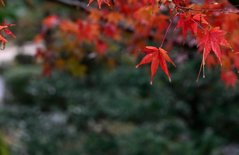 Featured image of post 2025 日本遊記