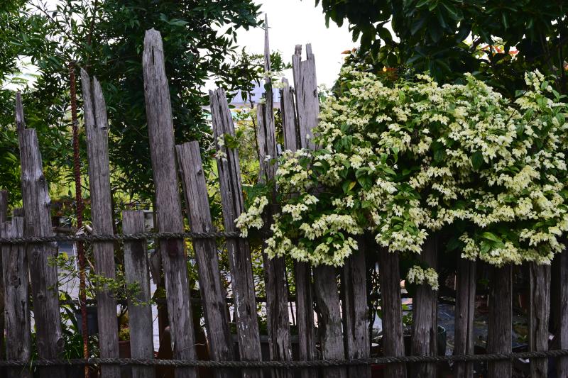 Featured image of post Walking Around My Hometown